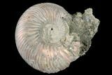 Iridescent, Pyritized Ammonite (Quenstedticeras) Fossil - Russia #175036-1
